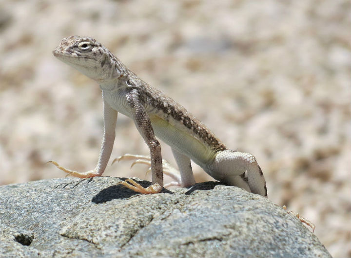 Zebra-tail Lizard